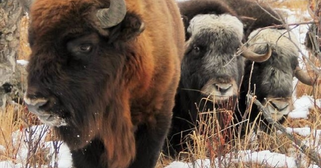 Bison to save the world by The Pleistocene Park Foundation - Indiegogo