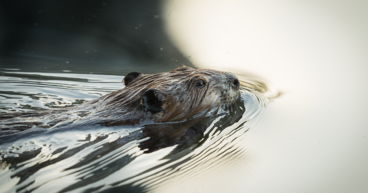 Etched in Time: Chicago's Beavers by Grace Hebert - Indiegogo