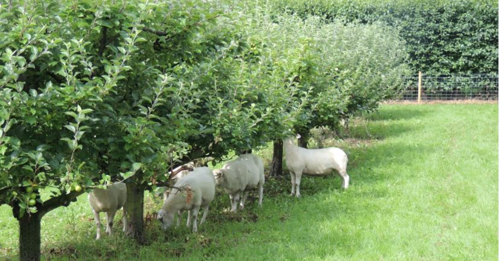Goats Restoring Orchards! by Aaron Brocken - Indiegogo