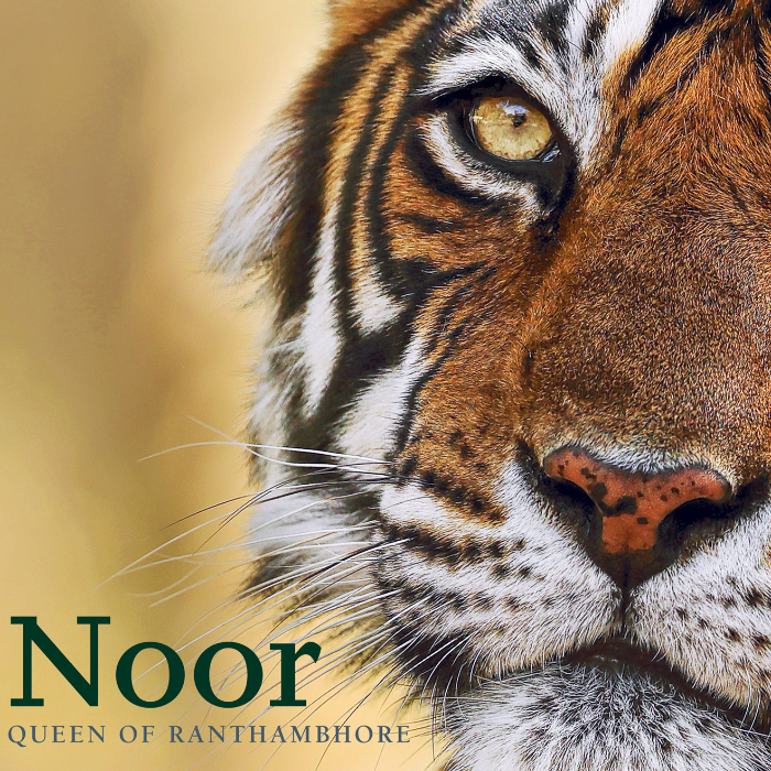The Best Tiger Book ever made by Andrew Rouse - Indiegogo
