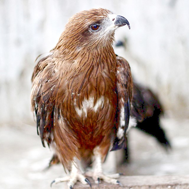 Help Save India's Injured Raptors by Louise Shimmel - Indiegogo