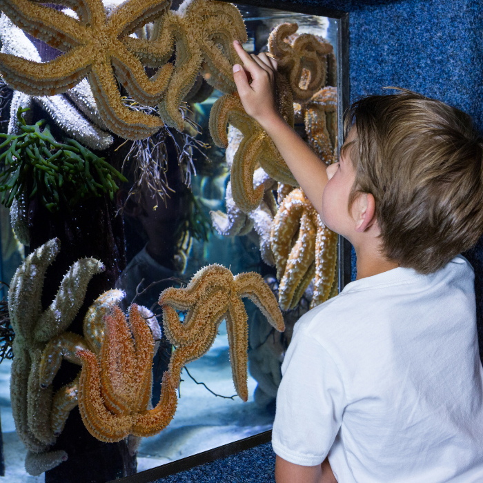 Aquaria and Touch Tanks for Ocean Education by helenbrierley - Indiegogo