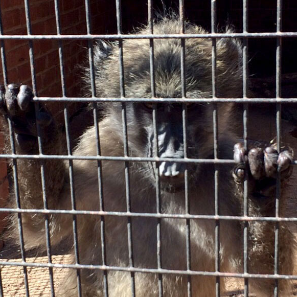 Baboon Rescue - Help us finish their new enclosure by Craig wolfenden ...