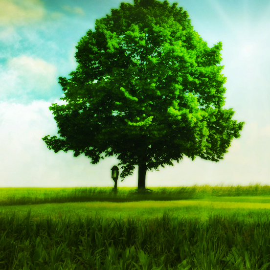 The Tree by Cris Saur - Indiegogo