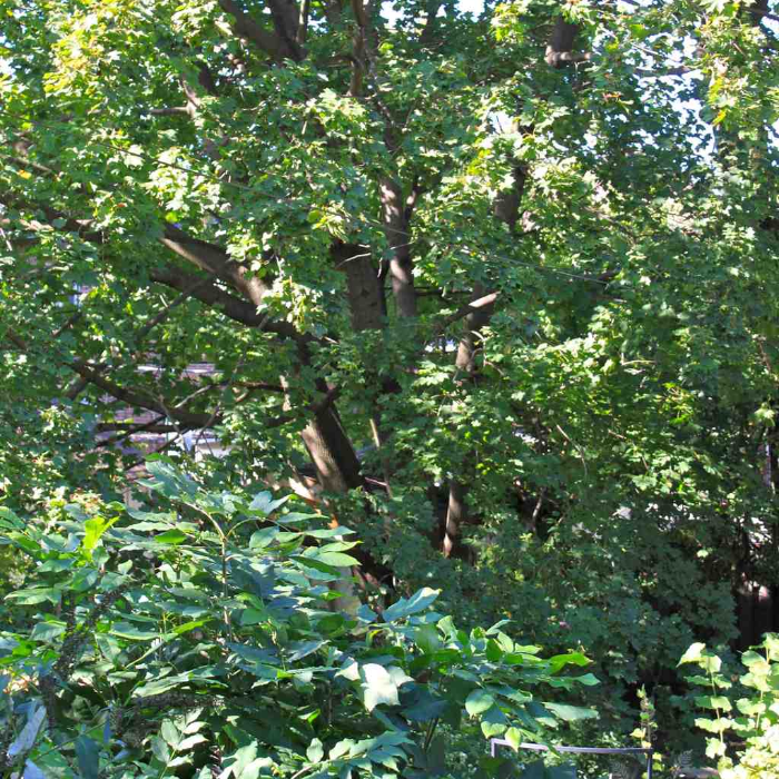 Every Tree Counts by Hilary Scharper - Indiegogo