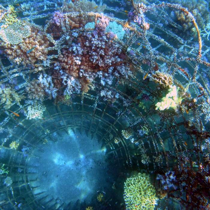Bio Reef Service Project by Britain Anderson - Indiegogo