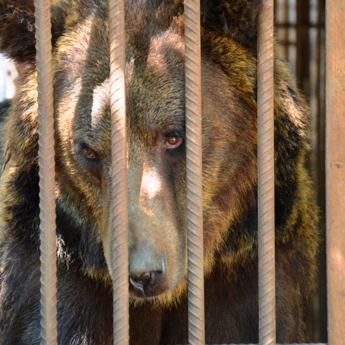 Ukraine Wolves SAVING BEARS & WOLVES IN A UKRAINE ZOO by Yvette Taylor - Indiegogo