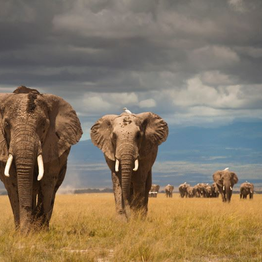Save the Elephants - Now! by Martin Perlmutter - Indiegogo