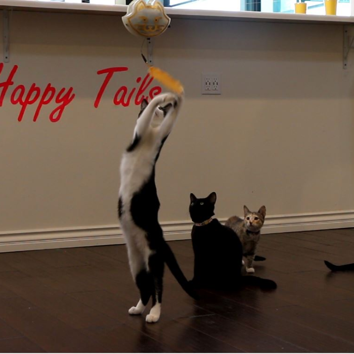 The Ultimate Kat Toy by The Ultimate Kat Toy - Indiegogo