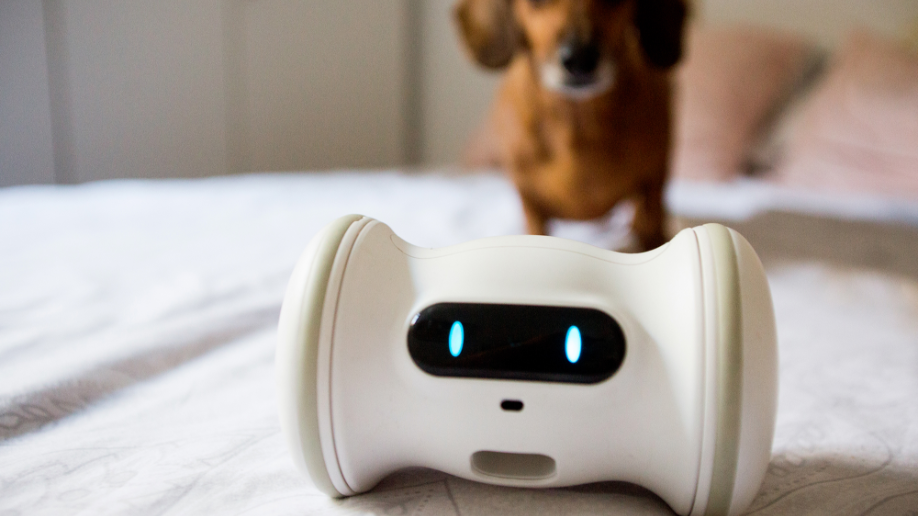 A Smart Robot For Your Pet - VARRAM by VARRAM - Indiegogo