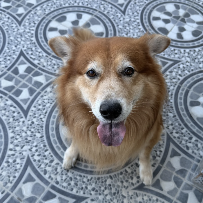 Help 1000 Rescue Pets Across 10 Shelters Find Identity, Donors, and Forever Homes