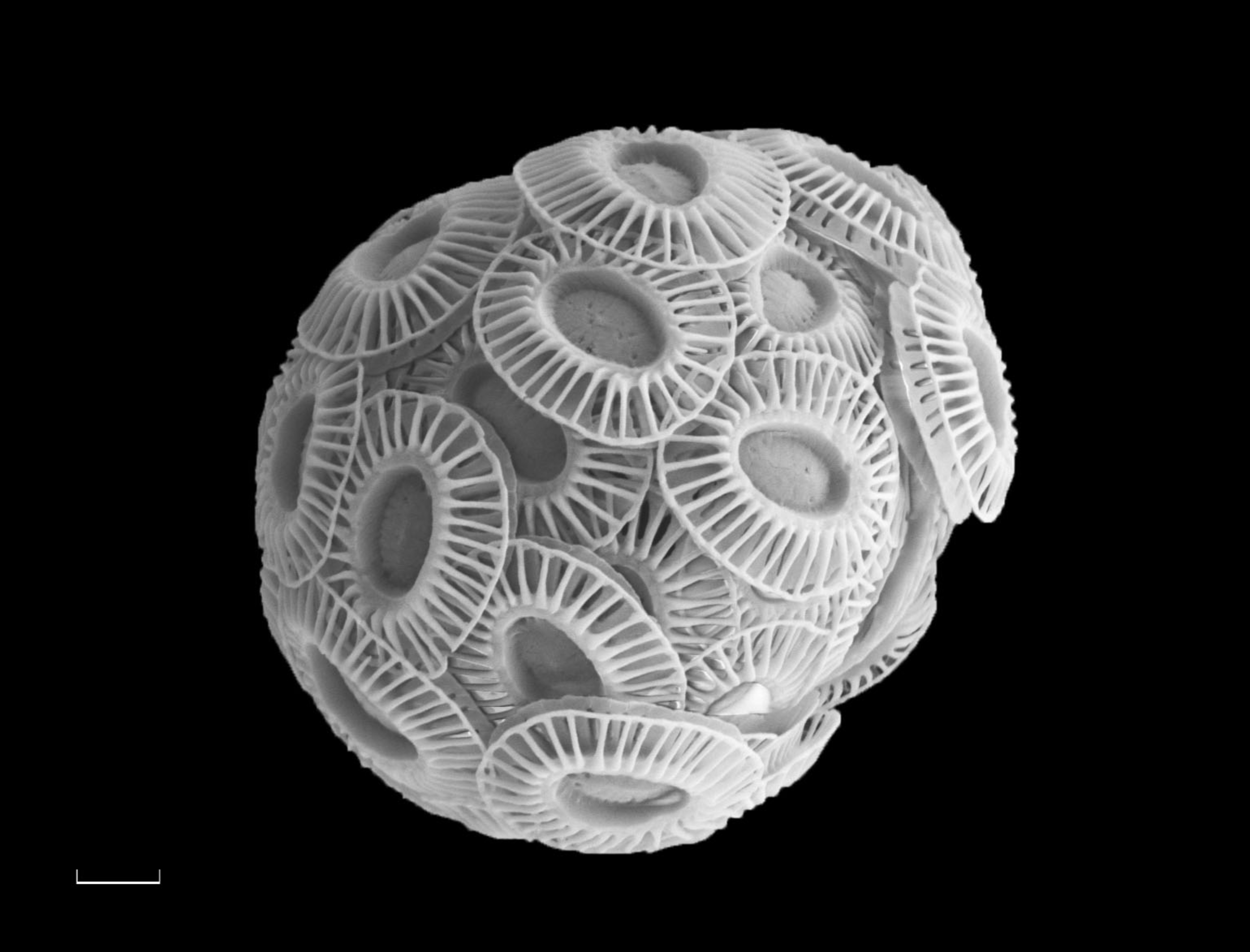 Support ocean science for the health of our Planet by Catarina V ...