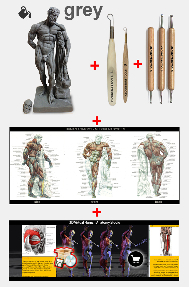 HIgh detailed écorché anatomical reference model. by Julian Khor