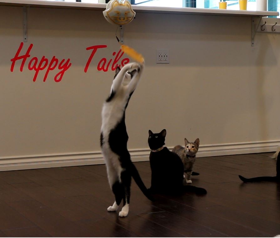 The Ultimate Kat Toy by The Ultimate Kat Toy - Indiegogo