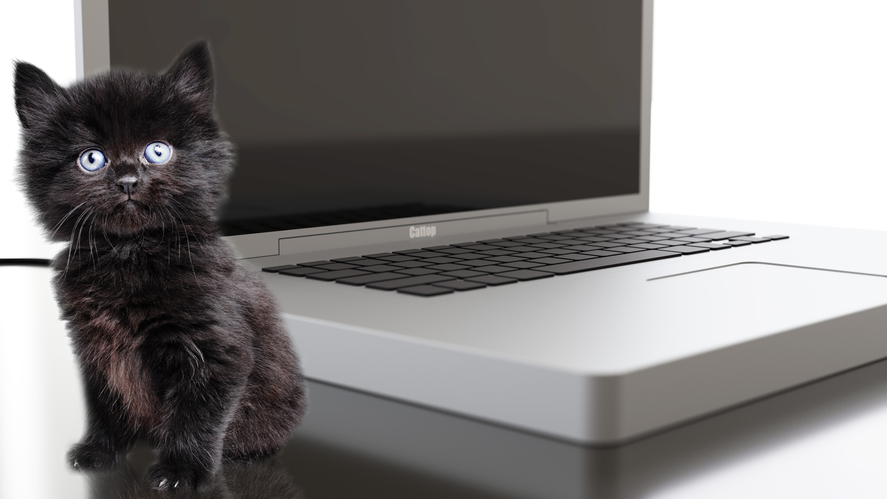 Cattop - The First Laptop Bed For Your Cat! by The Cattop - Indiegogo