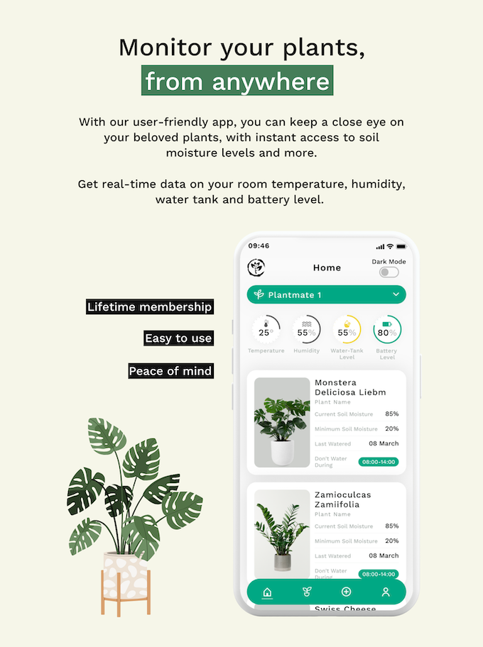 buying house plants online Potted house plant main image 0