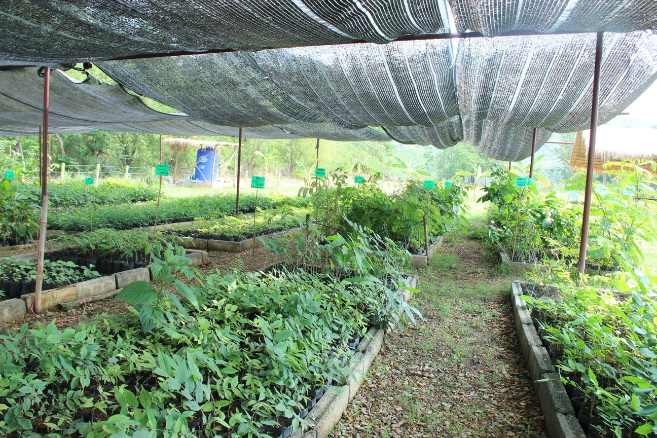 100 trees for 0 emissions day by PATT Foundation - Indiegogo