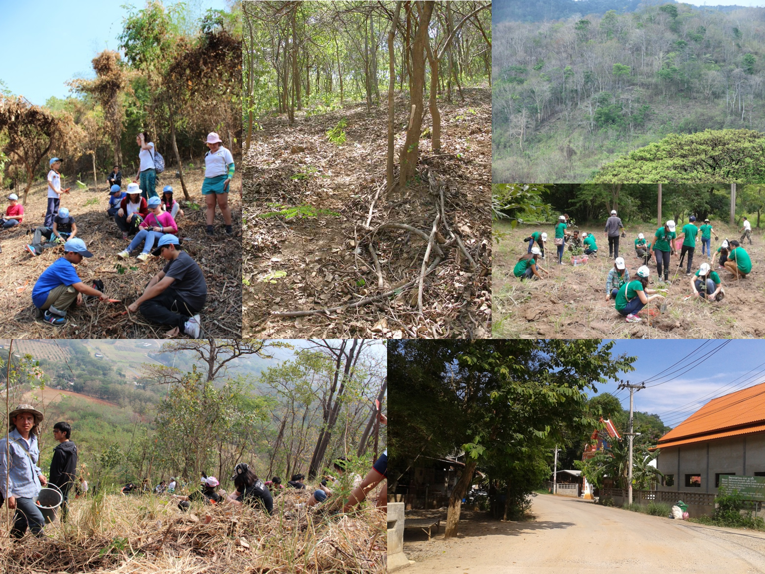100 trees for 0 emissions day by PATT Foundation - Indiegogo