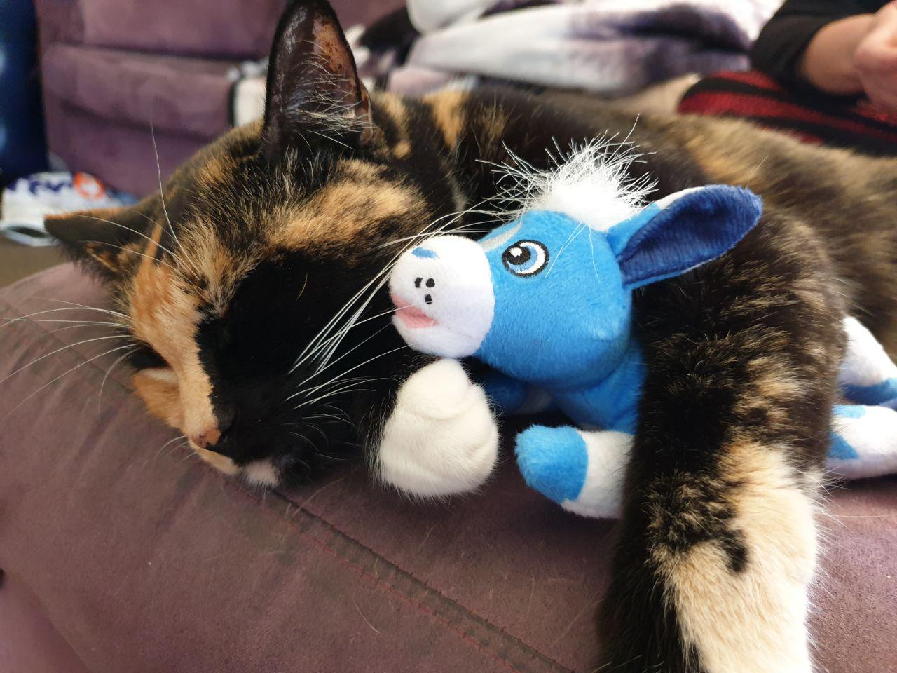 Pocari Roo Saves the Kitties by Tail Fluff Creations - Indiegogo