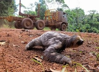 Sloth Racoma Save Our Sloths by Rebecca Cliffe - Indiegogo