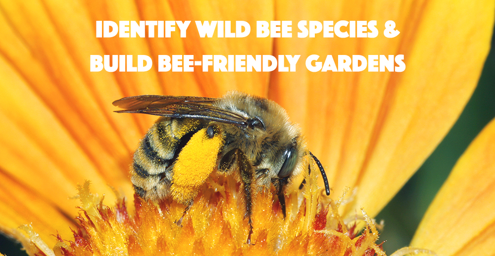 Wild Bee ID: Save our Bees with an App by Center for Food Safety ...