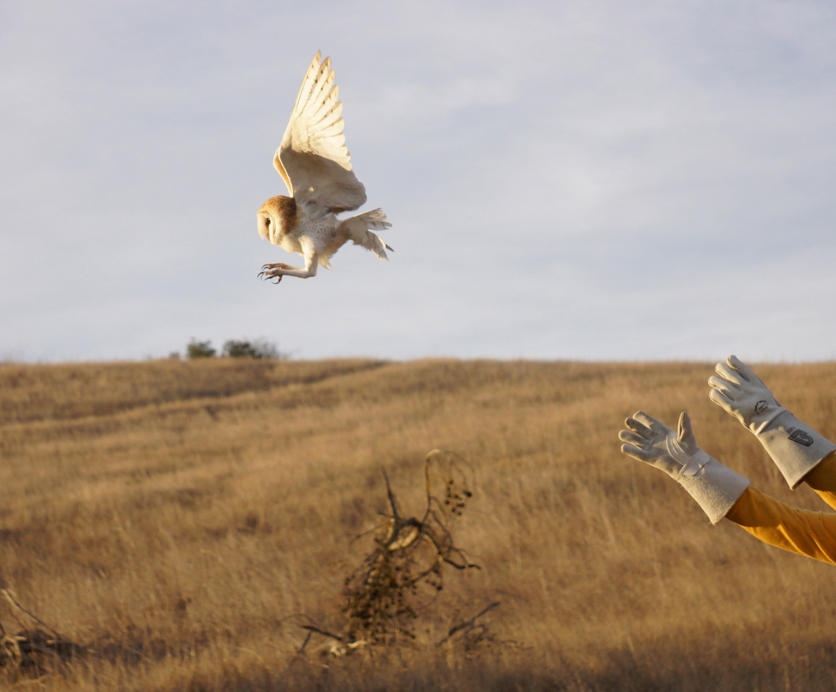 Diego Raptor Raptor Rehabilitation, Reunite and Release Project by Janet Alexander ...