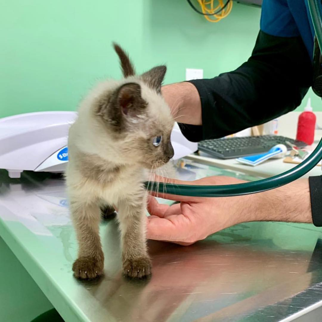 Pocari Roo Saves the Kitties by Tail Fluff Creations - Indiegogo