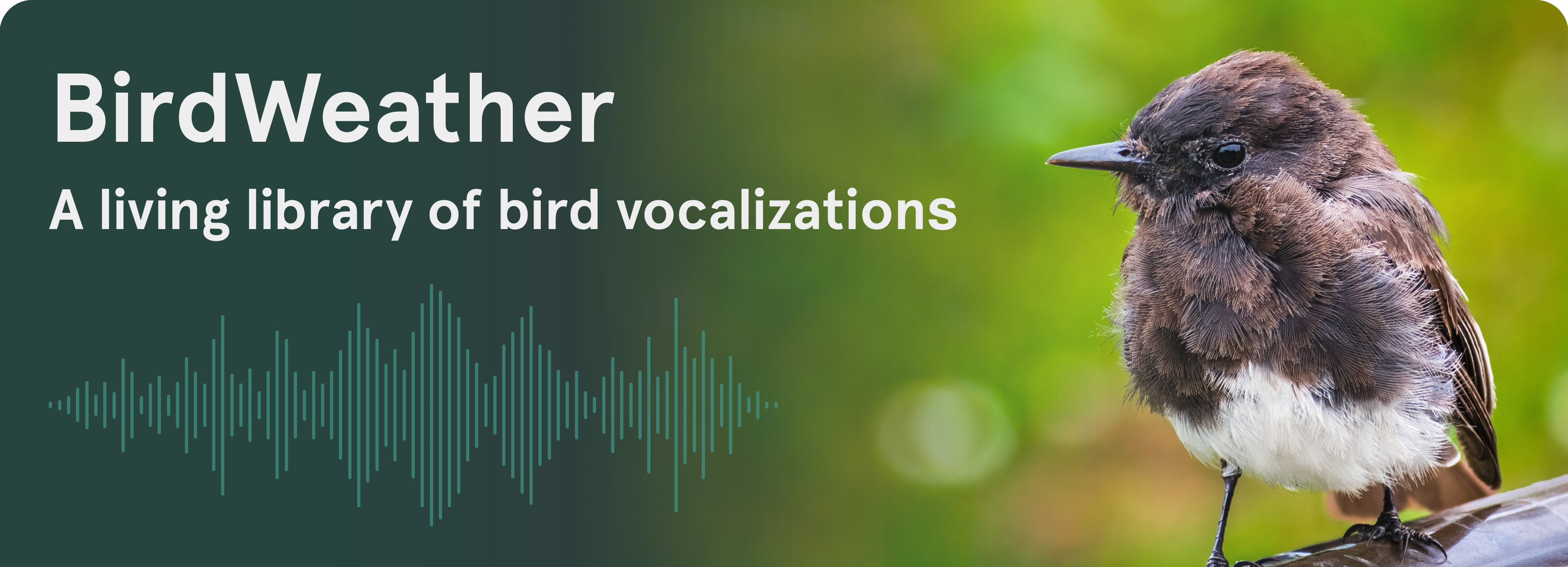 Birdweather Raspberry Pi BirdWeather PUC by Scribe Labs - Indiegogo